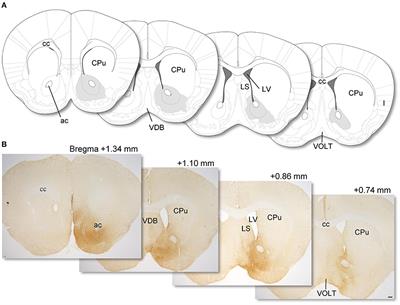 Efferent and Afferent Connections of Neuropeptide Y Neurons in the Nucleus Accumbens of Mice